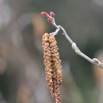 Alnus incana subsp. rugosa (4 de 5)