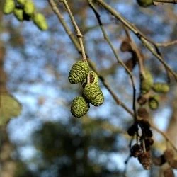 Alnus incana