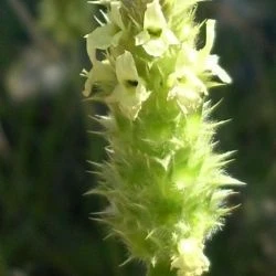 Sideritis hyssopifolia