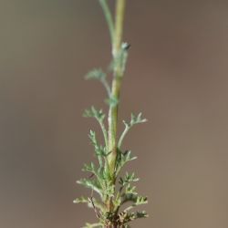 Fotografía Leucanthemopsis pulverulenta (2 de 3)