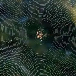 Fotografía Araneus diadematus (2 de 2)