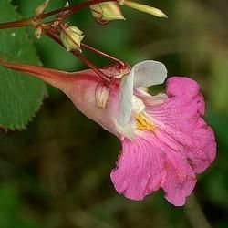 Flor, corola