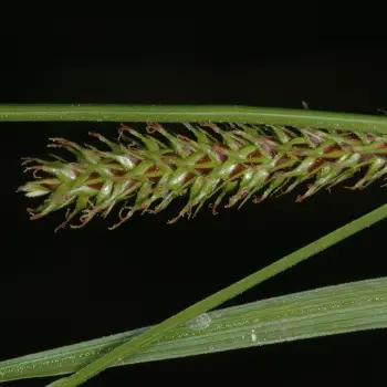 Carex binervis (6 de 6)