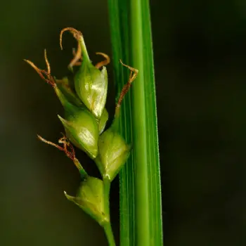 Carex depauperata (3 de 6)