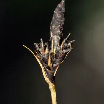 Carex montana (2 de 4)