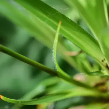 Fotografía Luzula sylvatica subsp. henriquesii (3 de 5)