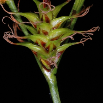 Carex durieui (3 de 3)