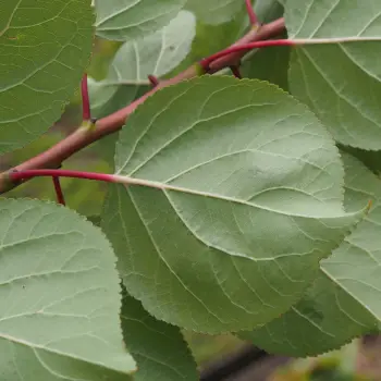 Prunus armeniaca 'Moniqui' (3 de 5)