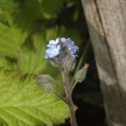 Myosotis arvensis