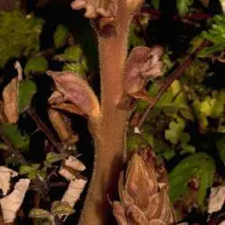 Orobanche caryophyllacea (2 de 3)