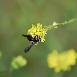 Fotografía Andrena agilissima (3 de 3)