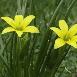 Gagea liotardii