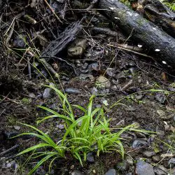 Fotografía Carex strigosa (1 de 3)