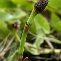 Equisetum fluviatile (2 de 3)