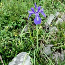 Iris latifolia (3 de 3)