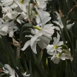 Narcissus papyraceus (2 de 2)