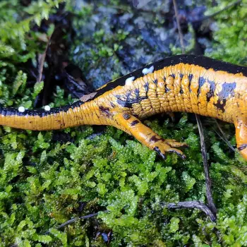 Fotografía Salamandra salamandra bernardezi (1 de 2)