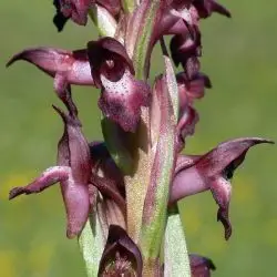 Fotografía Orchis coriophora (3 de 3)