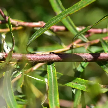 Salix eleagnos (2 de 6)
