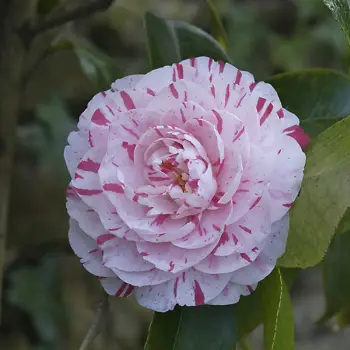 Camellia japonica 'Contessa Lavinia Maggi' (2 de 2)
