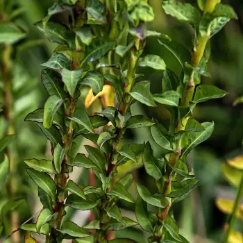 Euphorbia hirsuta (2 de 3)