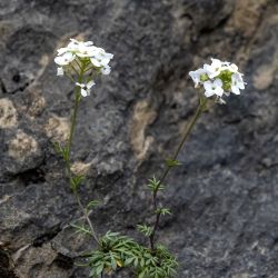 Fotografía Pritzelago alpina subsp. auerswaldii (2 de 3)
