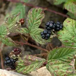 Fotografía Rubus lainzii (2 de 3)