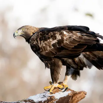 Fotografía Águila real (Aquila chrysaetos) (4 de 5)