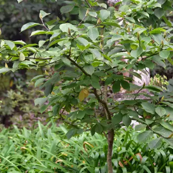 Magnolia soulangeana (2 de 4)