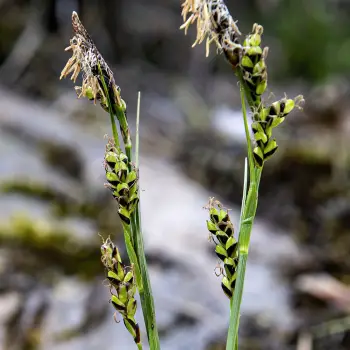 Carex asturica (3 de 3)
