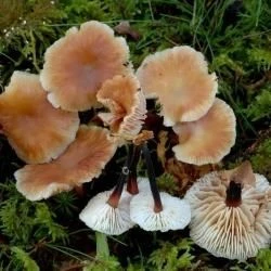 Gymnopus brassicolens
