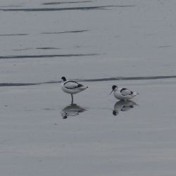 Gallery Recurvirostra avosetta (2 de 2)