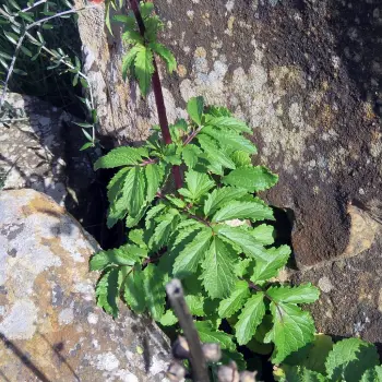 Scrophularia sambucifolia (3 de 5)