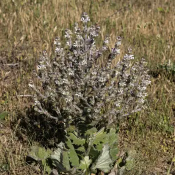 Salvia aethiopis (1 de 3)