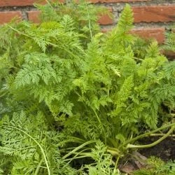 Daucus carota subsp. sativus