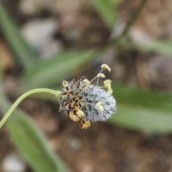 Plantago lagopus