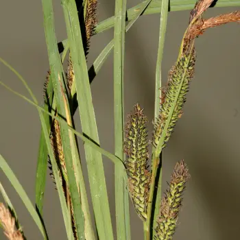 Carex acuta (1 de 3)