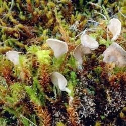 Arrhenia spathulata