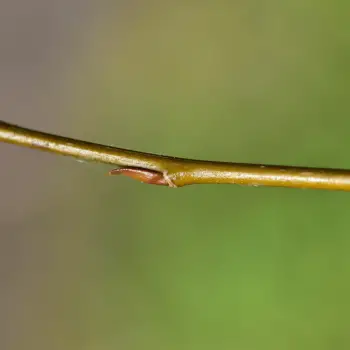 Salix viminalis (3 de 5)