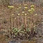 Sedum sediforme