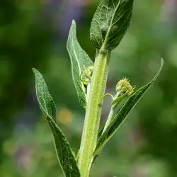 Verbascum lychnitis (2 de 3)