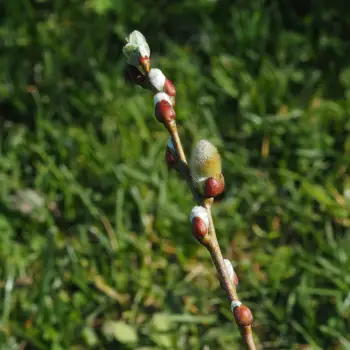 Salix foetida (5 de 6)