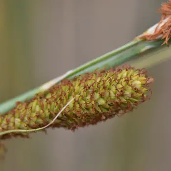 Carex hispida (2 de 4)
