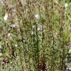 Hypericum hyssopifolium (1 de 3)