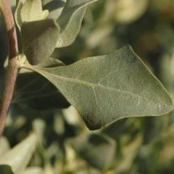 Atriplex halimus (2 de 3)