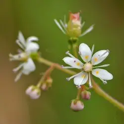 Fotografía Saxifraga hirsuta subsp. hirsuta (1 de 3)