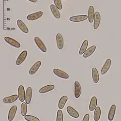 Anthostomella punctulata (Roberge ex Desm.) Sacc. (2 de 3)