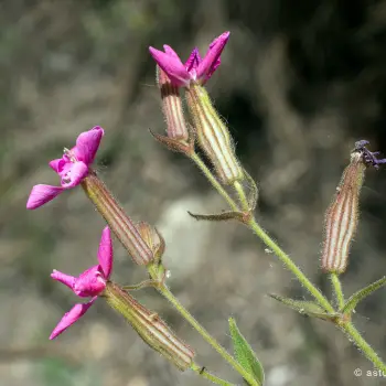 Fotografía Silene psammitis subsp. psammitis (5 de 5)