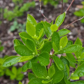 Clethra alnifolia (3 de 5)