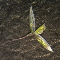 Agrostis truncatula (3 de 3)